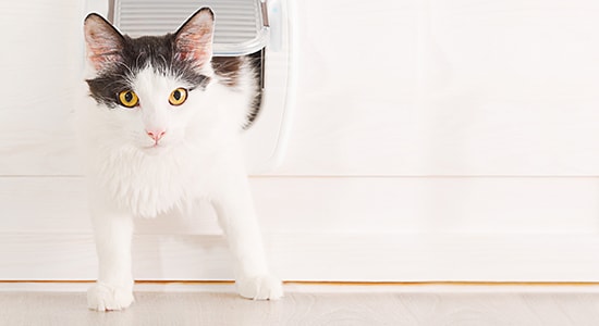 cat coming out of pet door